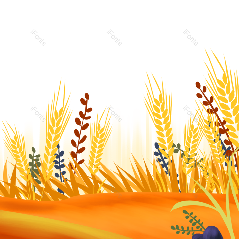 芒种图片,秋天元素,麦子PNG,插画免抠素材
